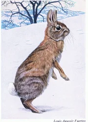 Ein vorsichtiger Baumwollschwanz